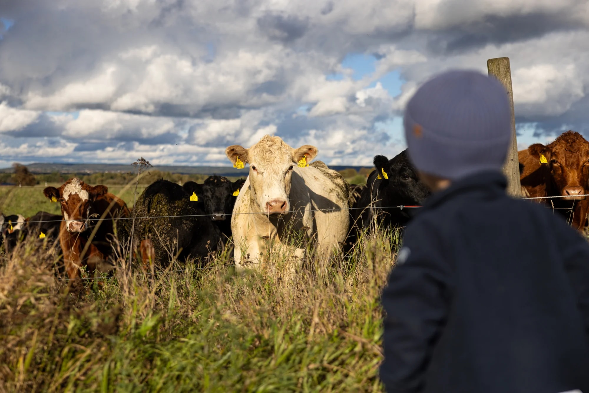 Platsvarumärke Falköping projekt
